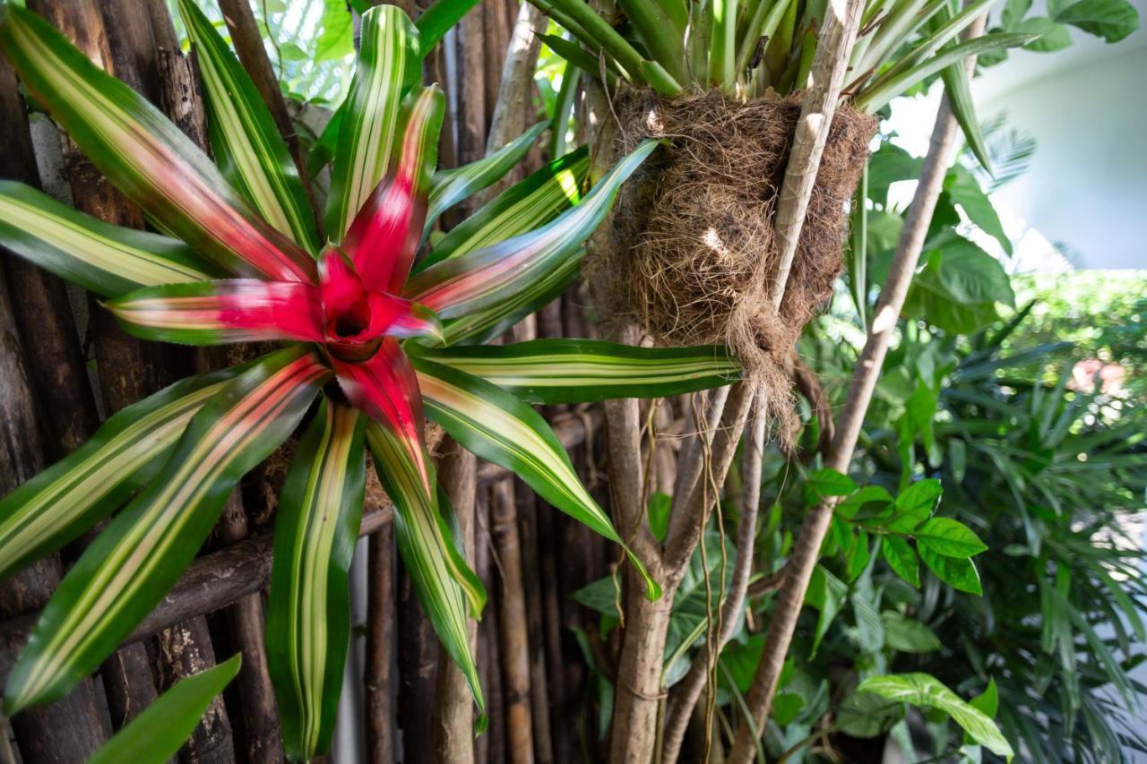 Anjali Casa Divina Hotel Sayulita Kültér fotó